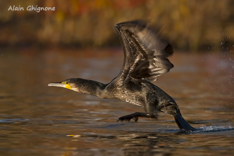 Cormorani affamati e non...